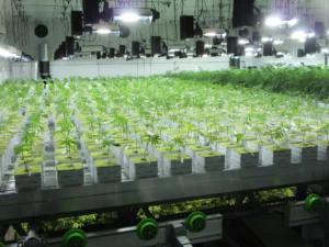 growing-cannabis