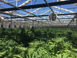 open-roof-system-cannabis