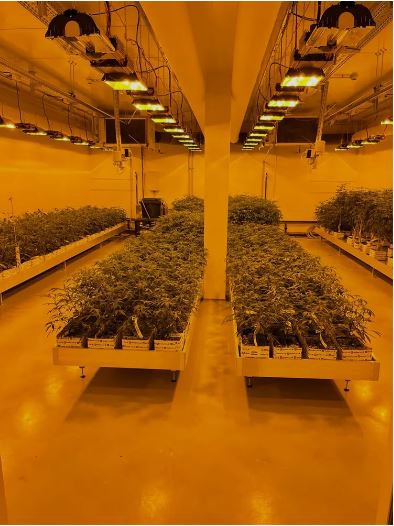 Indoor growing is one method of cultivating Cannabis